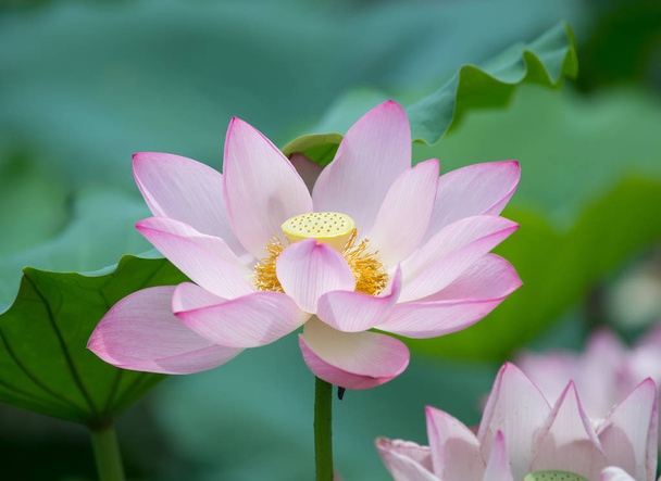 nenúfar o flor de loto en agua, símbolo de pureza
. - Foto, Imagen