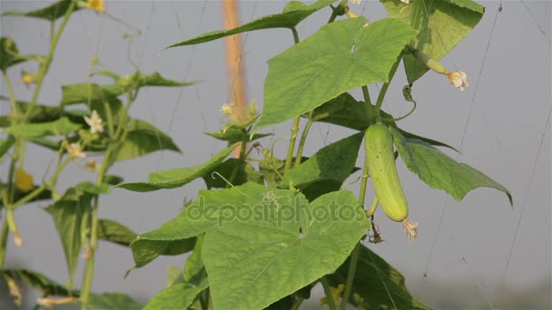 Friss uborka, a szőlő, a növényi kert, Thaiföld. - Felvétel, videó