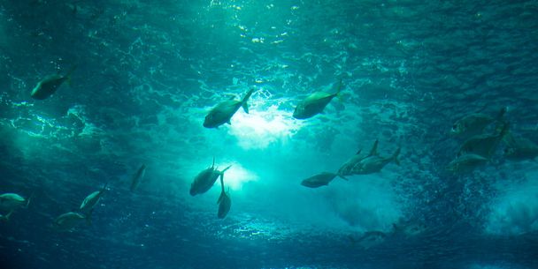 view of underwater marine life - Фото, зображення