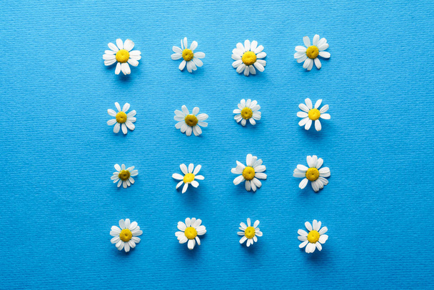 Fresh daisy flowers - Foto, afbeelding