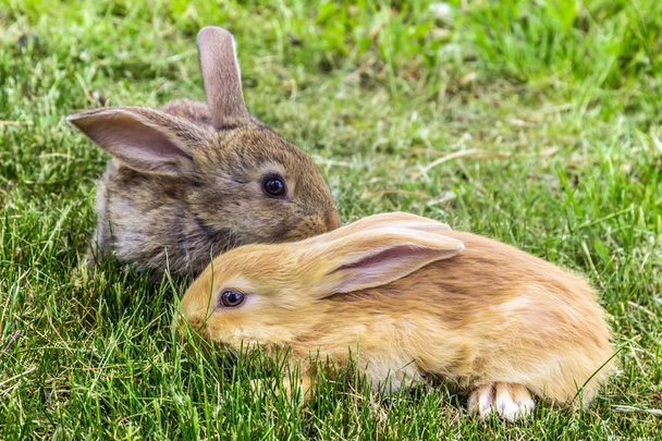 szary i czerwony młodych królików - Zdjęcie, obraz
