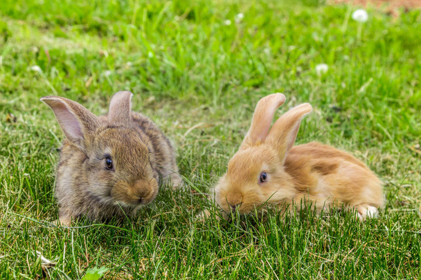 dwóch młodych królików na trawie - Zdjęcie, obraz