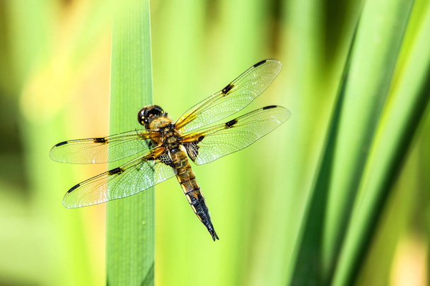 Perseguidor de cuatro manchas, libélula sentada en una hoja cerca de un estanque
 - Foto, Imagen