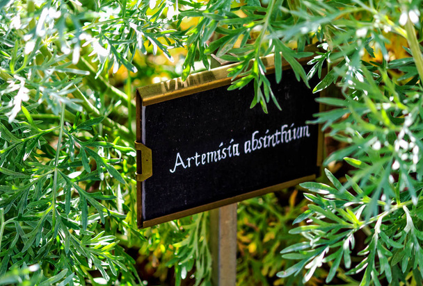 Wormwood (Artemisia absinthium) - Photo, Image