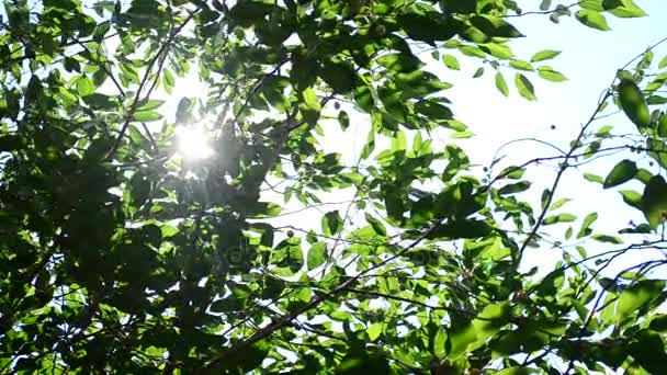 Funkelnder Sonnenschein mit Sonnenstrahlen, die durch Laub kommen - Filmmaterial, Video