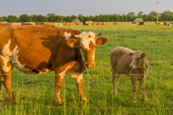 Cattle - koeien op een weiland bij zonsopgang - Foto, afbeelding