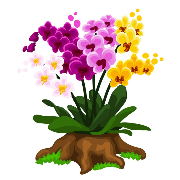Multicolored orchid flowers growing on a stump - ベクター画像
