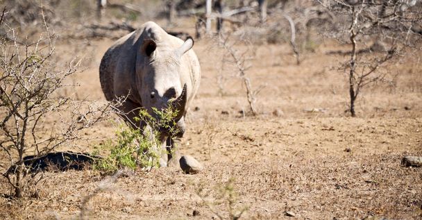 blur in south africa   kruger  wildlife    nature  reserve and  wild rhinoceros - Photo, Image