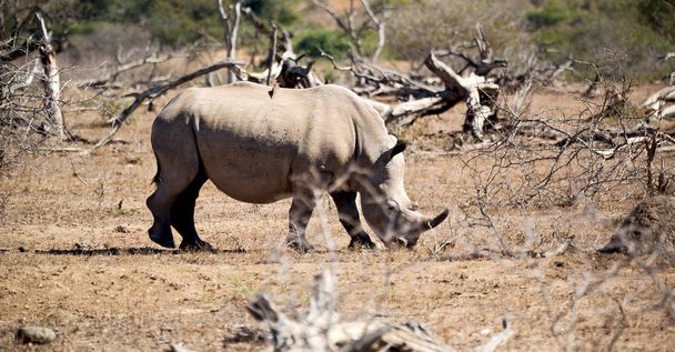 розмиття в Південній Африці Крюгер заповідник дикої природи і диких носоріг - Фото, зображення