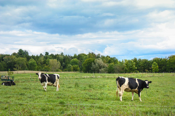 dzikie krowy w polu - Zdjęcie, obraz
