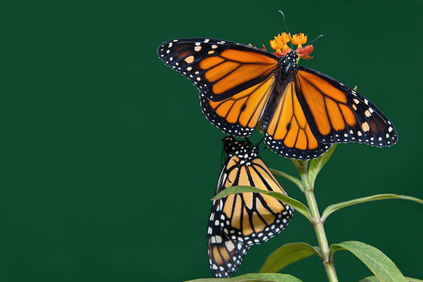 Two monarch butterflies are perched on a flower - Photo, Image