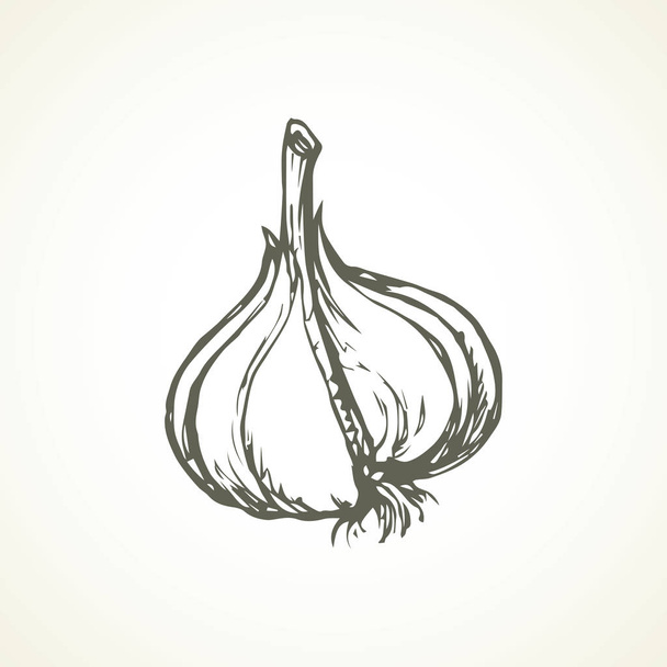 Garlic. Vector illustration - Vector, Image