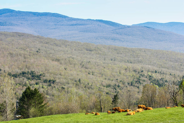 Vache des Highlands dans leur champ avec des montagnes en arrière-plan
 - Photo, image