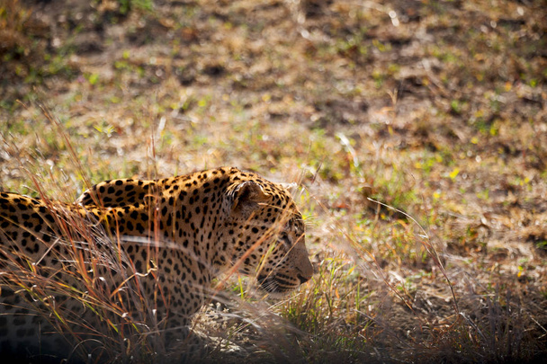  en Sudáfrica kruger parque natural leopardo salvaje
  - Foto, imagen