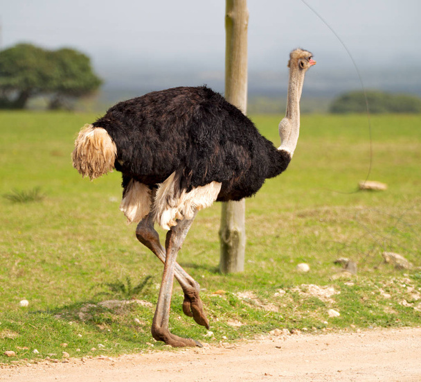  в Южной Африке заповедник и страус дикой природы
 - Фото, изображение
