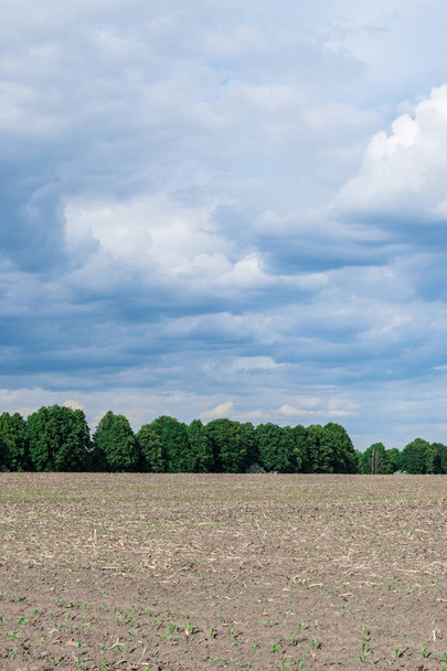 Seeded кукурудзяне поле
 - Фото, зображення