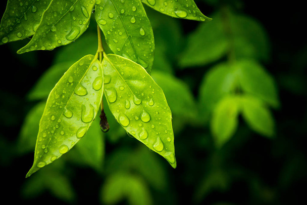 Goccia d'acqua sulle foglie dopo la pioggia. e copiare spazio
 - Foto, immagini