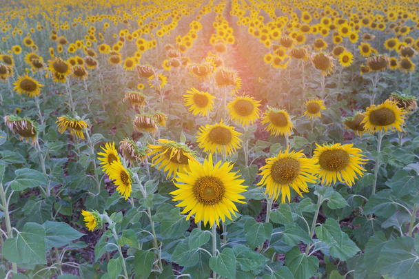Slunečnice v poli zblízka - Fotografie, Obrázek