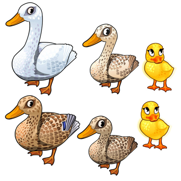 Maturation stages of duck, three stages of growth - Vector, Imagen