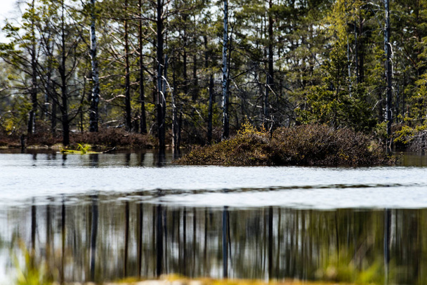 reflejos de árboles viejos en el agua
 - Foto, imagen