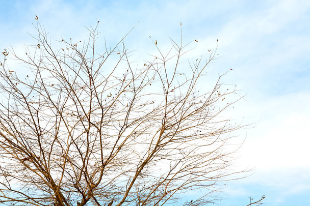 ветви ивы плачущей
  - Фото, изображение