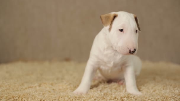 Biały szczeniak bull terrier - Materiał filmowy, wideo