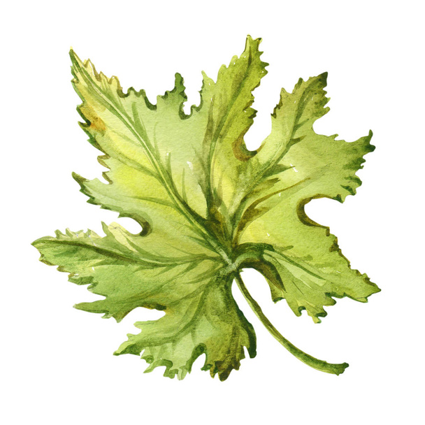 Watercolor hand drawn illustration of grape leaf. - 写真・画像