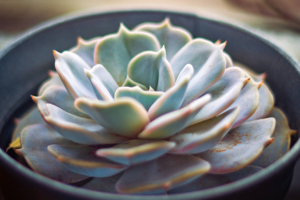 Echeveria succulent close-up - Foto, Bild