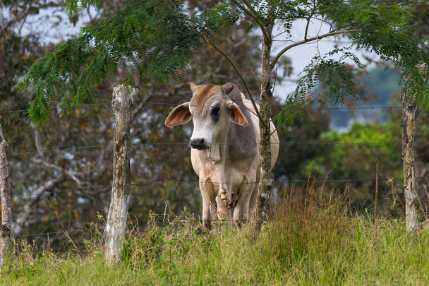 mladá kráva v Kostarice - Fotografie, Obrázek