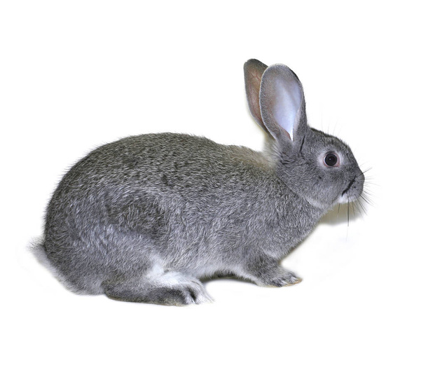 グレー シルバーのチンチラの小さなウサギの品種 - 写真・画像