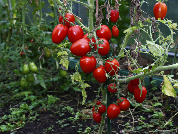 rode tomaten in een kas - Foto, afbeelding