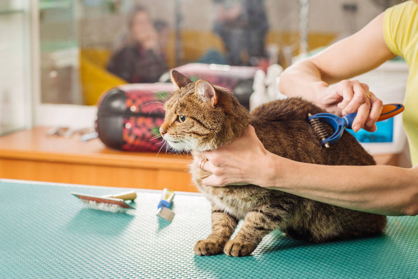 Grooming cat with tool for shedding hair.  - Valokuva, kuva
