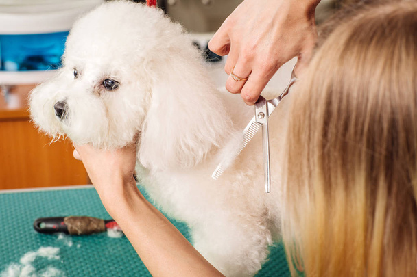 Grooming dog with tool for shedding hair.  - Fotoğraf, Görsel