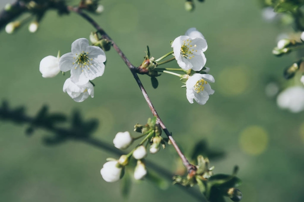 Cherry spring flowers - Фото, зображення