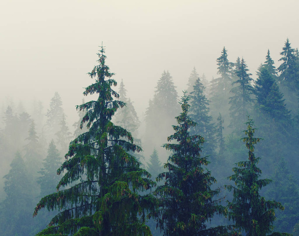 Foggy morning landscape - Valokuva, kuva