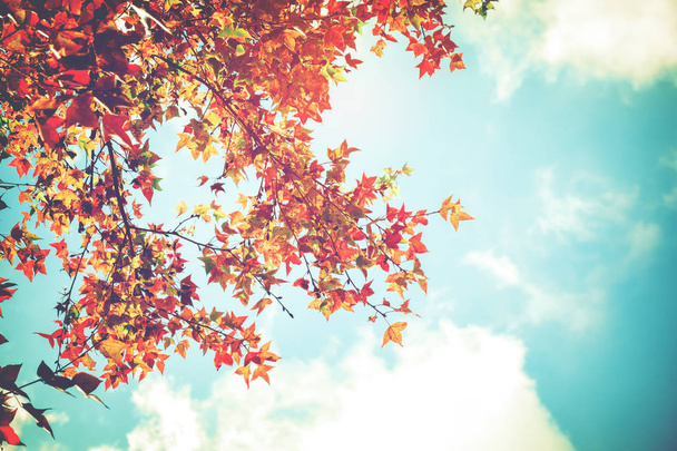 Krásné podzimní listí a pozadí oblohy - Fotografie, Obrázek