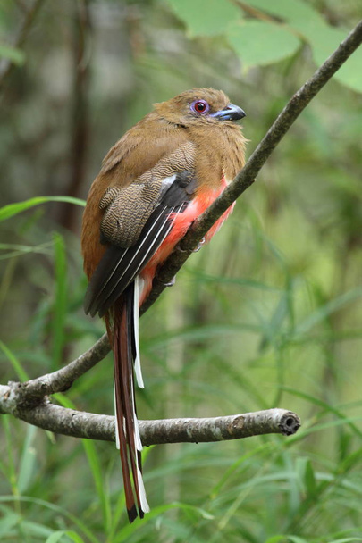 Red-headed trogon (female) - Photo, Image