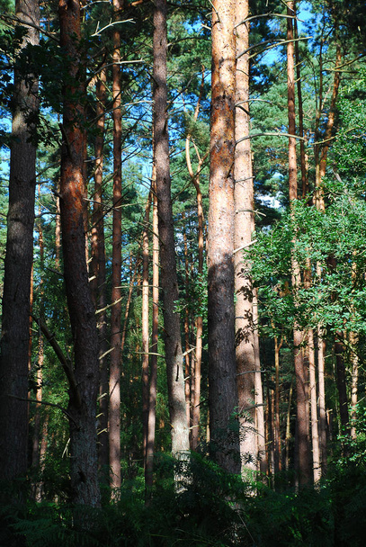 Born erdő (Darss, Németország) - Fotó, kép