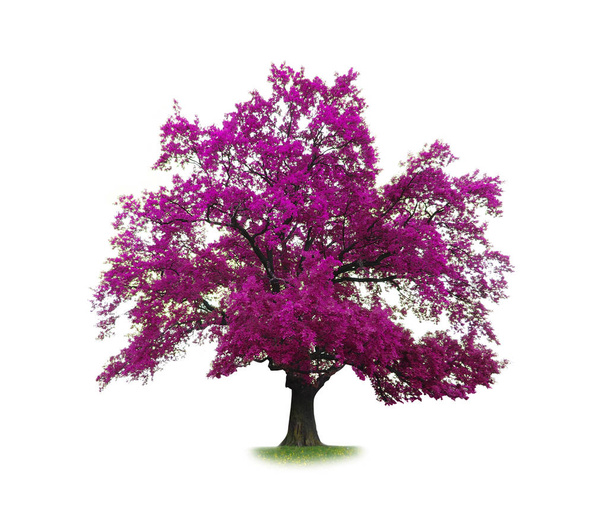purple tree isolated - 写真・画像