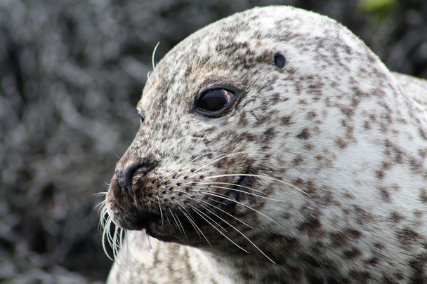 Friendly seal - Фото, зображення