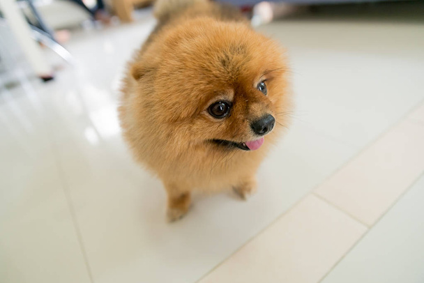 brown pomeranian dog was waiting for his owner, animal feeling concept. - 写真・画像