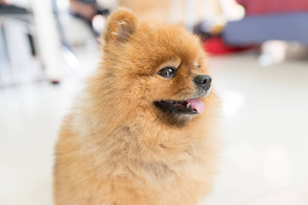 brown pomeranian dog was waiting for his owner, animal feeling concept. - Foto, Imagen