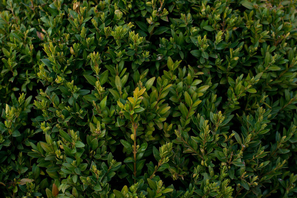 Fondo de arbusto verde - Buxus
 - Foto, Imagen