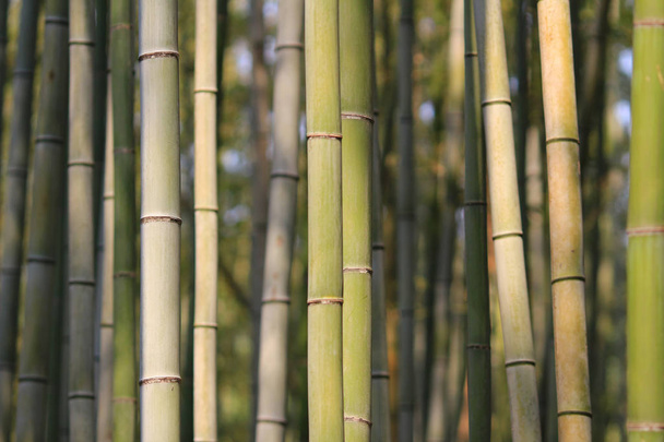  Słynny gaj bambusowy w Arashiyama, Kioto - Japonia - Zdjęcie, obraz