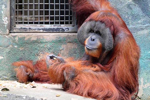 Stock image of a orangutan - Photo, Image