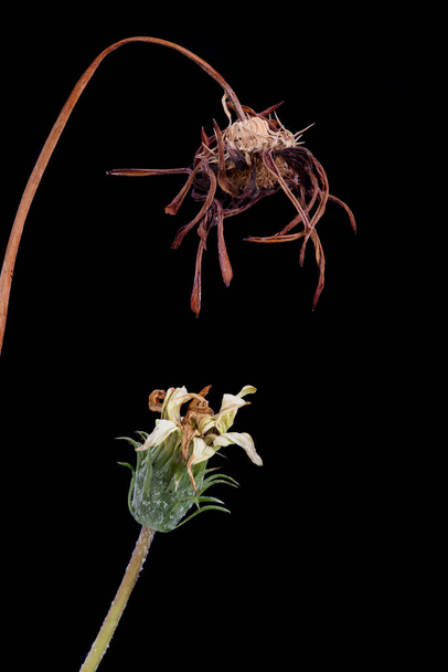 Detalhes de uma flor de gazânia seca
 - Foto, Imagem