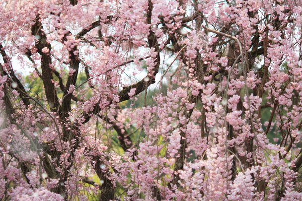 Piękny colorful wiosna świeże kwiaty w Ryoan-ji - Zdjęcie, obraz