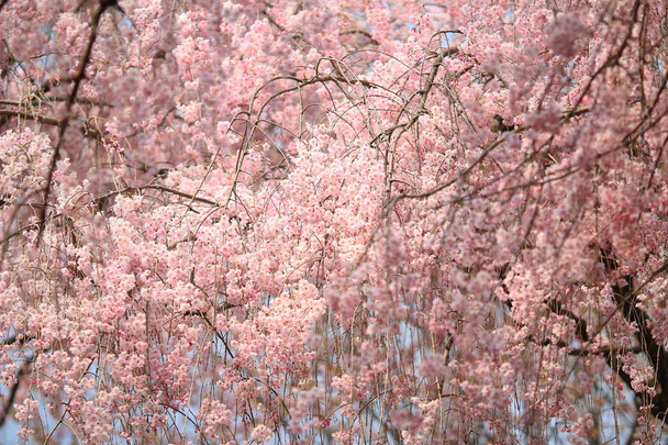 Piękny colorful wiosna świeże kwiaty w Ryoan-ji - Zdjęcie, obraz