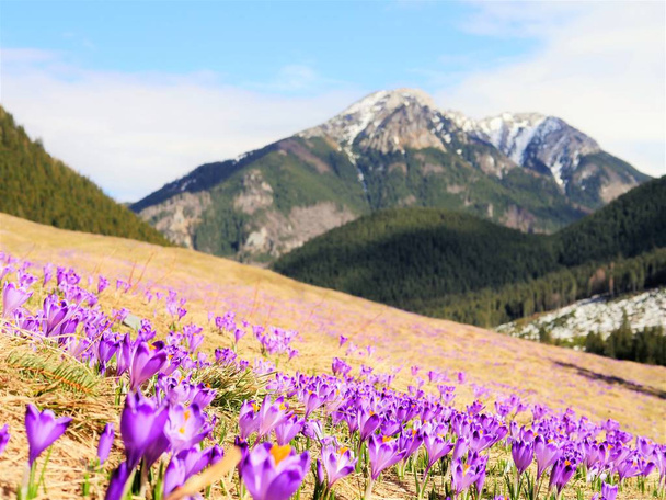 Crocuses in the mountains - Photo, Image