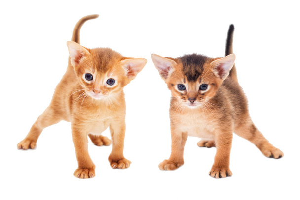 Two small abyssinian kitten looks - Foto, Imagen